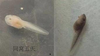 国产蝌蚪网